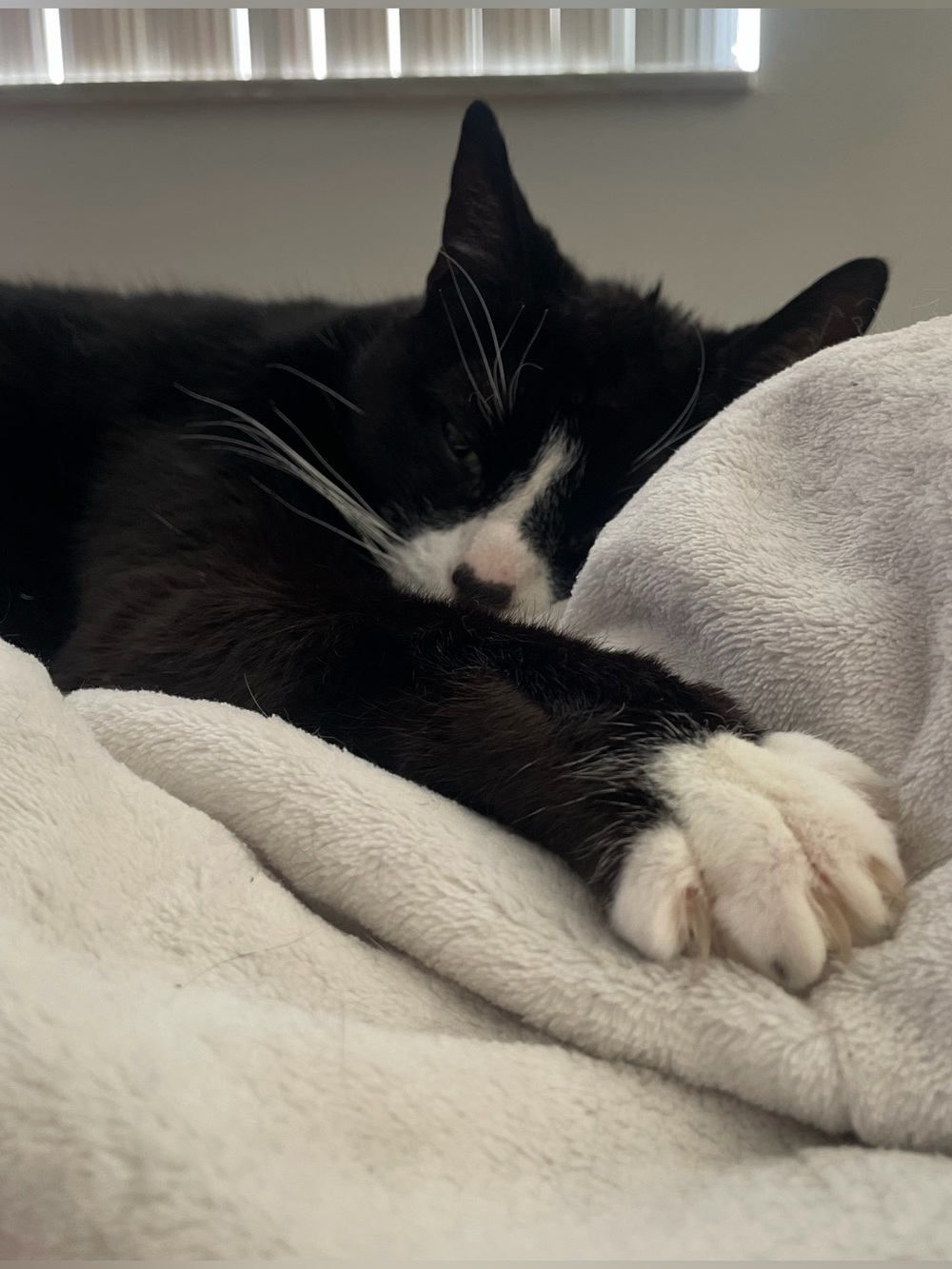🐈⬛ Peak-A-Boo!🤭Sunday🐈⬛Live🎆Share Show 🐈⬛ - Picture 3 of 8